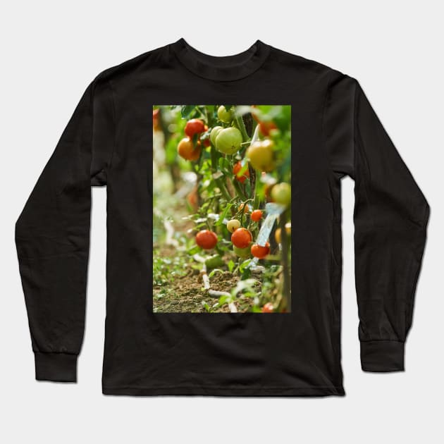 Homegrown tomatoes in the greenhouse Long Sleeve T-Shirt by naturalis